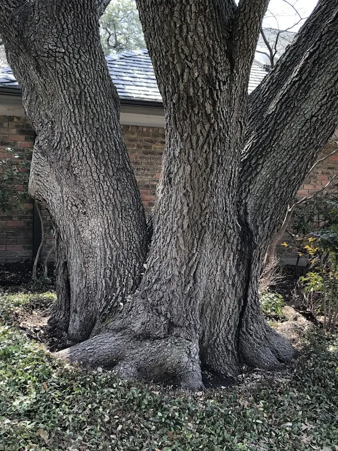 Mature heritage tree close to a Farmersville property cared for by certified arborists
